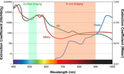 Figure 1.1.3: Depicted here is a graph illustrating the absorption coefficient of the therapeutic window for in vivo imaging in optical imaging.