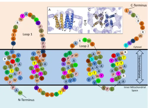 Figure 1.3.1: Topological model of human TSPO through the outer mitochondrial membrane
