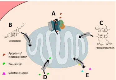 Figure 1.3.2: TSPO implications have a correlation with microglial activation as well [Scarf 09].