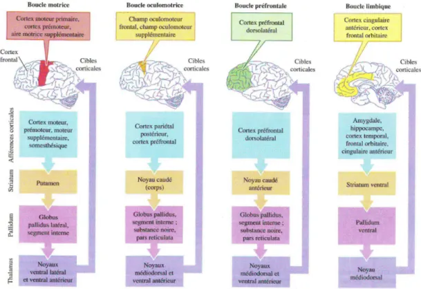 Figure extraite de [Purves et al., 2005], chapitre 17.