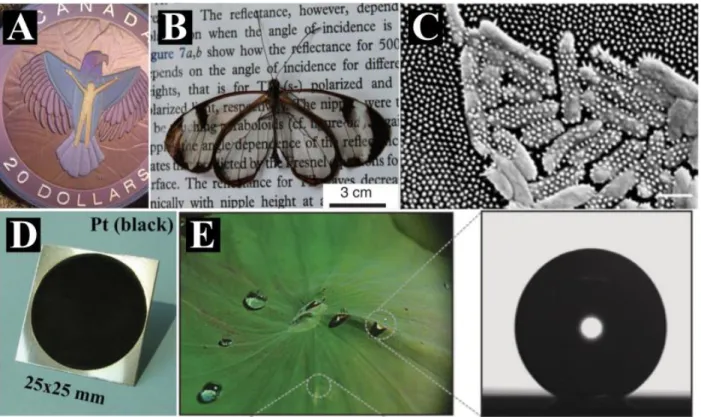 Figure  1  Structures  fonctionnalisées;  A :  pièce  de  monnaie  en  argent  texturées  par  laser  [1] ;  B :  ailes  d’insecte  « Glaswing  Butterfly » avec propriétés anti-réflectives [3]; C : bactéries mortes sur aile de cigale [4] ; D : surface de P