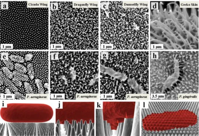 Figure 7 Bactericidal surface textures found in bug wings reproduced from A. Elbourne et al