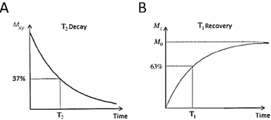 Figure 1.4. Effects of T 1  and T 2  relaxation on the longitudinal M z  and transverse M xy  components