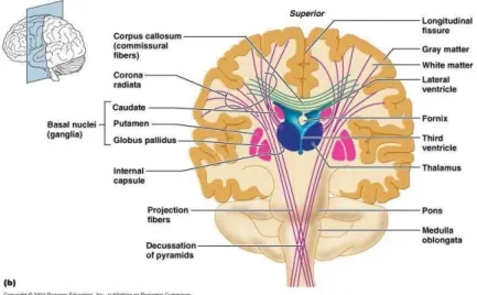 Figure 2.6: Projection ﬁbers and corpus callosum http://apbrwww5.apsu.edu