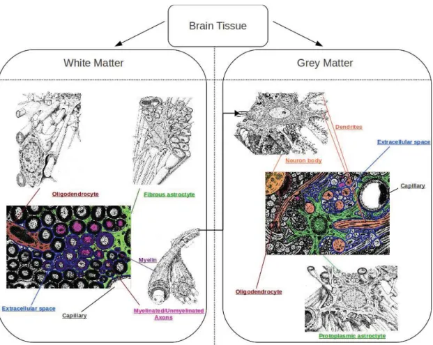 Figure 2.14: Brain tissue microstructure