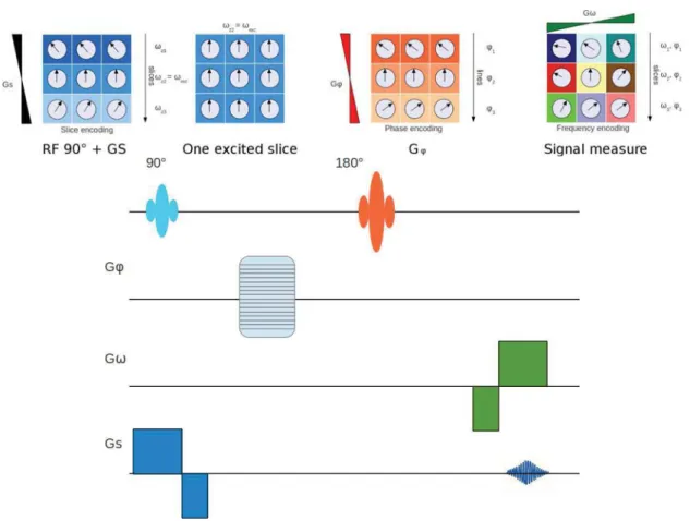 Figure 3.8: Spatial encoding. Top line : spatial encoding, bottom line : basic MRI sequence diagram