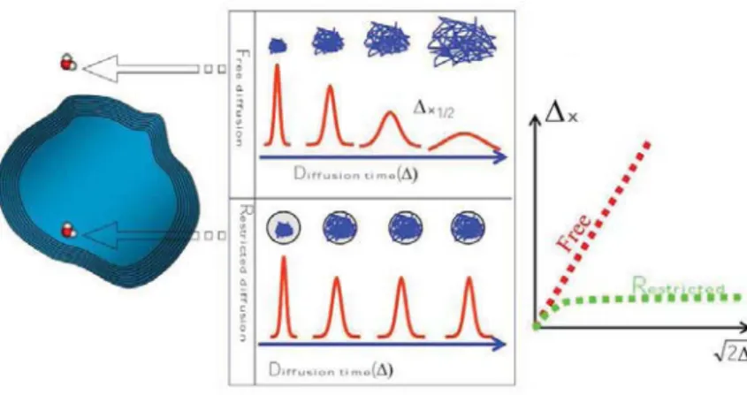 Figure 3.17: Restricted diﬀusion phenomenon [Assaf et al., 2008]: Δ x is the mean- mean-squared displacement and Δ the diﬀusion time