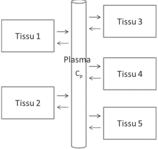 Figure I.30 – Modèle à compartiments tissulaires : tous les tissus sont en relation avec le même compartiment sanguin, de concentration plasmatique d’activité C p (t).