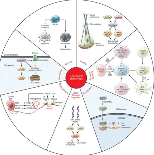 Figure 9 : Régulation des différents facteurs tumoraux par activation de protéines kinases