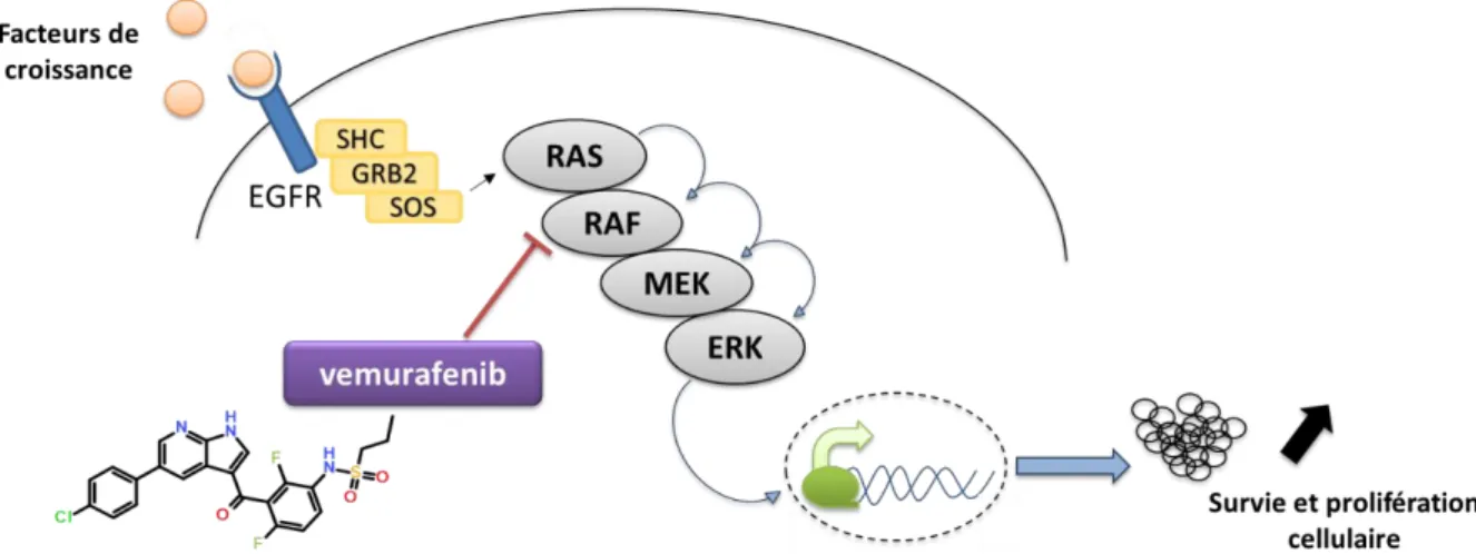 Figure 11 : Exemple d’une cascade de protéines kinases pour réguler la prolifération cellulaire