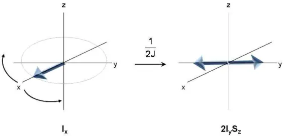 Figure  I.6.  Evolution  de  l’opérateur  densité  en  présence  d’un  couplage  J :  après  une  impulsion  de  90°,  les  spins  sont  dans  l’état  de  cohérence  I x   (composantes  en  phase)