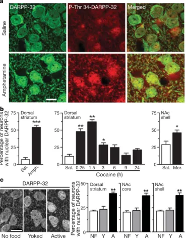 Figure 1 | Drugs of abuse and food self-administration induce nuclear accumulation of DARPP-32 in striatal neurons
