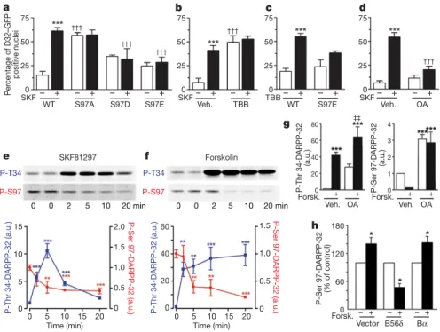 Figure 3 | Phosphorylation at Ser 97 controls intracellular localization of DARPP-32. a , Striatal neurons transfected with D1R and wild-type (WT), S97A-D32–GFP, S97D-D32–GFP or S97E-D32–GFP, treated with vehicle (Veh., 2) or 10 mM SKF81297 (SKF, 1, 15 min