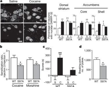 Figure 4 | Mutation of Ser 97 alters localization of DARPP-32, behavioural responses to drugs of abuse and motivation for food reward