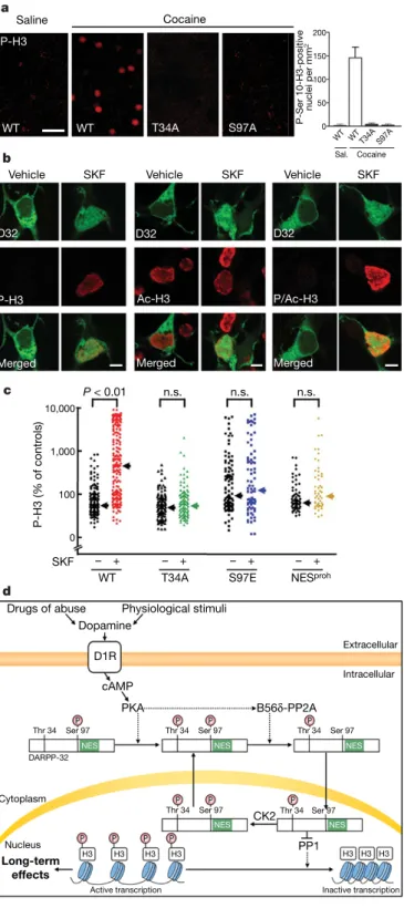 Figure 5 | Role of nuclear DARPP-32 in the phosphorylation of histone H3 in striatal neurons