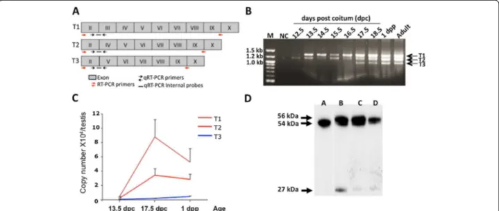 Figure 1 Aromatase expression in mouse fetal testis. A. Scheme showing the different testis aromatase variants (T1, T2 and T3)