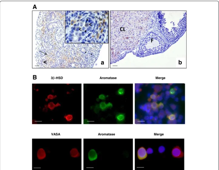 Figure 2 Aromatase cell localization in mouse fetal testis. A. Aromatase immunodetection in 17.5 dpc testes