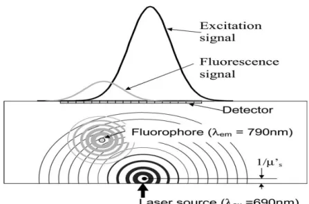 Figure  2-6:  Scheme  of  the  excitation  signal  of  the  laser  source  and  the  fluorescence  signal of the fluorophore upon excitation (Hervé et al., 2007).