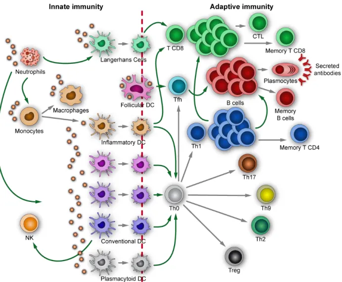 Figure 4: L’arsenal des cellules immunitaires 