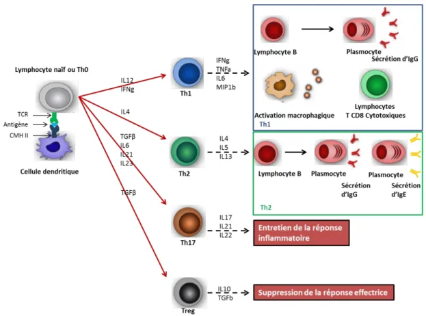 Figure 7: Les profils de réponse lymphocytaire 