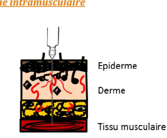 Figure 8: Voie d’administration intramusculaire 