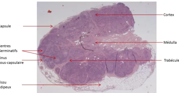 Figure 11 : Coupe transversale d’un ganglion lymphatique inguinal de primate-non-humain  Coloration hemalun, eosine 
