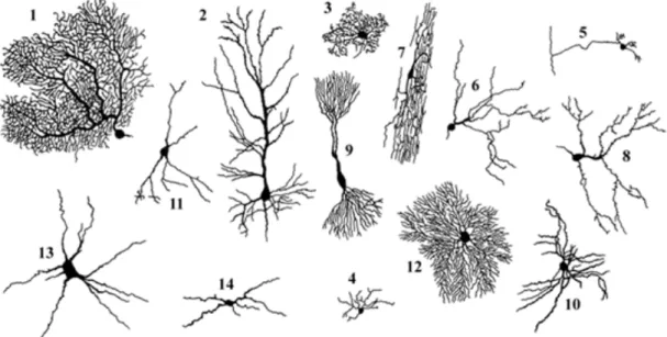 Figure  3  -  Exemples  de  types  de  neurones.  Cellule  de  Purkinje  (1),  cellule  pyramidale  (2),  cellule du noyau de l’olive (3), petite cellule de la substance gélatineuse (4), cellule granulaire  (5),  cellule  ovoïde  (6),  cellule  en  fuseau 