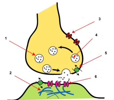 Figure  5  -  Synapse  chimique.  En  jaune  le  neurone  pré-synaptique,  en  vert  le  neurone  post- synaptique