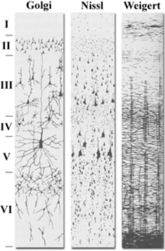 Figure  6  :  Les  six  couches  cellulaires  différenciées  du  cortex  selon  trois  types  de  coloration  (Golgi, Nissl et Weigert)