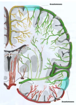 Figure 9: Vue frontale de la vascularisation cérébrale et des territoires corticaux vascularisés  par les artères cérébrales antérieure (en jaune), moyenne (en vert) et postérieure (en rouge)