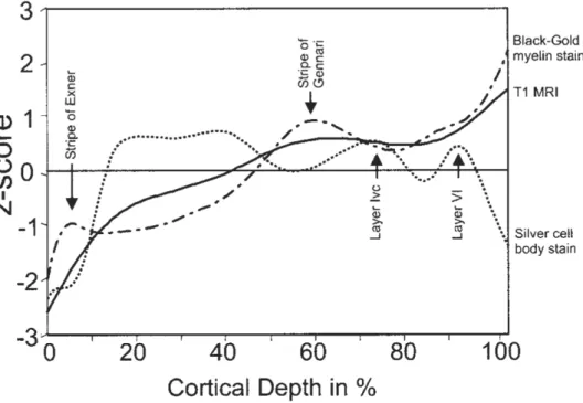 Figure  12 :  Profils  d’intensité  mesurés  le  long  du  cortex  visuel  primaire  sur  des  images  IRM  pondérées en T1 in vivo (ligne continue) ainsi que sur des coupes histologiques avec coloration  de la myéline (ligne discontinue) et avec coloratio