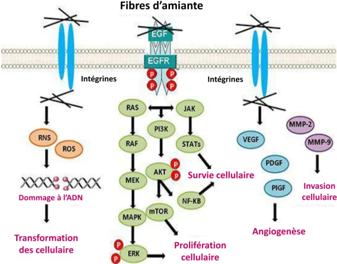 Figure 9 : Activation de voies de signalisation intracellulaires par interactions directes  de l'amiante au récepteur de l’EGF ou aux intégrines