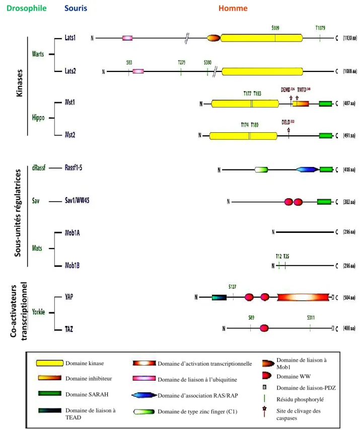 Figure  24:  Evolution  des  membres  de  la  voie  Hippo  entre  la  drosophile,  la  souris  et  l’Homme (d’après Avruch et al., 2012)
