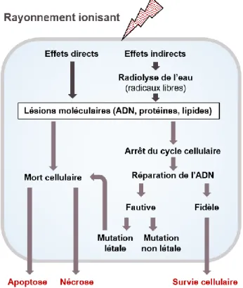Figure  27  |  La  réponse  biologique  de  la  cellule  aux  rayonnements  ionisants