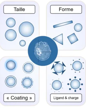 Figure 35 | Endocytose de nanoparticules. A. Internalisation de Quantum Dots (8 nm) par des  cellules  HeLa