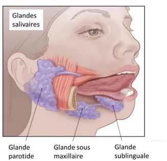 Figure  2:  Représentation  de  l’anatomie  des  glandes  salivaires  (d’après  un  schéma  de  l‘American  cancer society) 