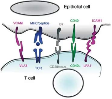 Figure 9: Interaction entre cellule épithéliale et lymphocyte T (d’après Mitsias et al.(130))