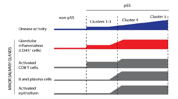 Figure  10:  Représentation  schématique  des  relations  entre  l’activité  de  la  maladie  et  les  caractéristiques cellulaires au sein des glandes salivaires (d’après Migueneau et al