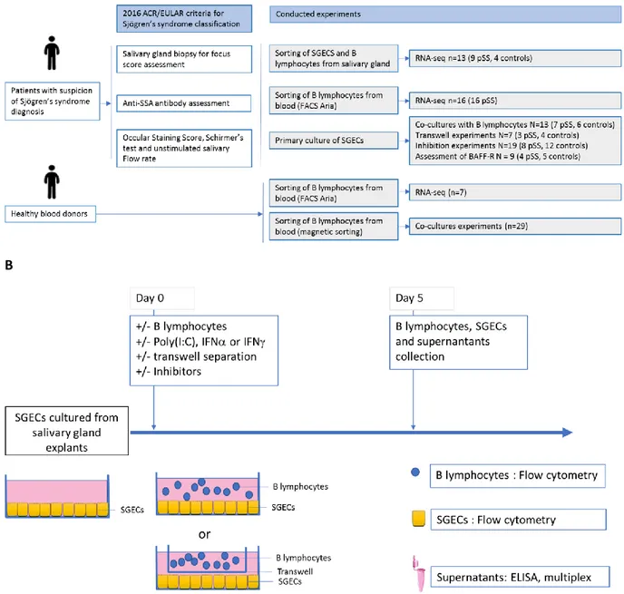 Figure S1: A: Experimental design of the study. SGECs, B lymphocytes sorted from biopsies and pSS B  lymphocytes sorted from blood used for RNA-seq experiments as well as SGECs used for co-culture  experiments were obtained from patients with suspected  pS