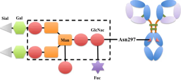 Figure  2.  Motifs  glucidiques  présents  sur  les  IgG.  Les  IgG  sont  N-glycosylées  sur  l’asparagine  297  du  domaine  C H 2