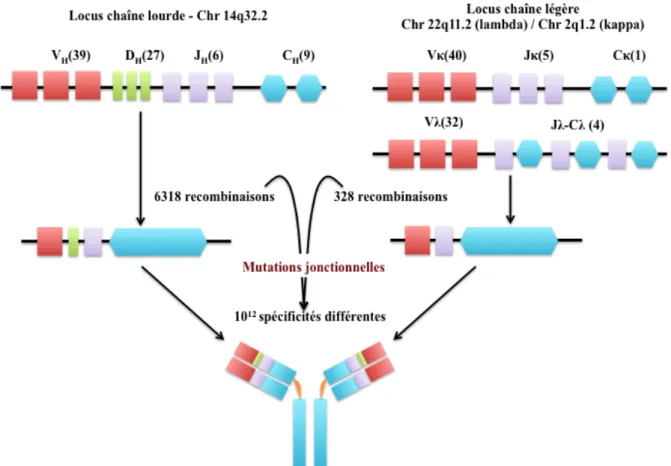 Figure  4.  Biosynthèse  des  immunoglobulines  et  réarrangements  des  gènes  codant  les  chaînes  lourdes  et  légères