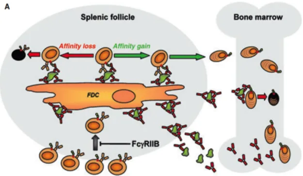 Figure 9. Modulation de l’activité des cellules B par les IgG et le Fc γ RIIb. Dans les centres germinatifs des  ganglions ou de la rate, les L B  activés prolifèrent et subissent le processus d’hypermutation somatique afin de  générer des anticorps de hau