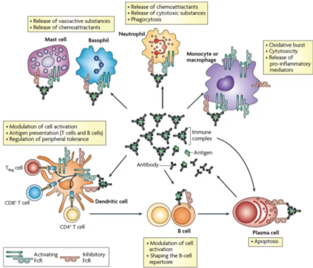 Figure  10.  Activités  régulatrices  des  complexes  immuns.  Les  IgG  sous  forme  de  complexes  immuns  participent à la régulation d’une grande partie des cellules immunitaires via leur interaction avec les Fc γ Rs