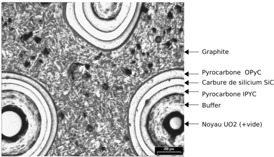 Fig. 1.6 – Micrographie d’un ´echantillon de compact 1.2.1.1 Noyau de mati` ere fissile