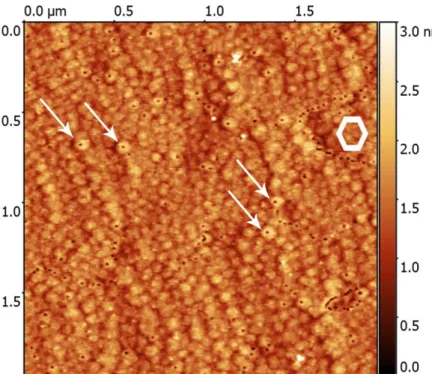 Figure 4.4: Topography of TS654 shown with AFM. The morphologies of individual  pinholes are different; they are all on the top  of hillocks but these latter have different 