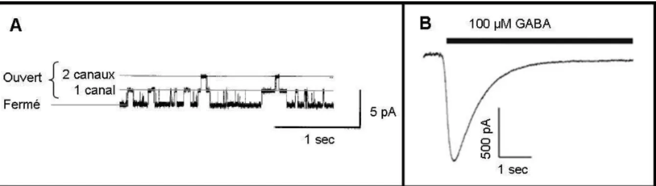 Figure 11 : exemples d’enregistrements de courants ioniques. A : enregistrement de courants du canal  IRK1  (canal  potassique)  en  cellule  attachée  sur  un  ovocyte  de  Xénope