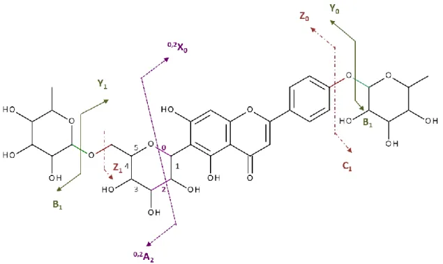 Figure  I-16:  Schéma  de  fragmentation  et  nomenclature  des  ions  fragments  des  flavonoïdes  O- O-glycosylés et C-O-glycosylés, O-O-glycosylés