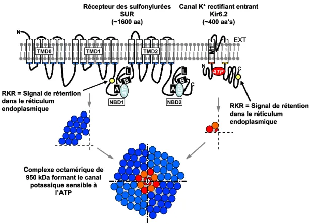 Figure 1 : Organisation structurale du canal K ATP 
