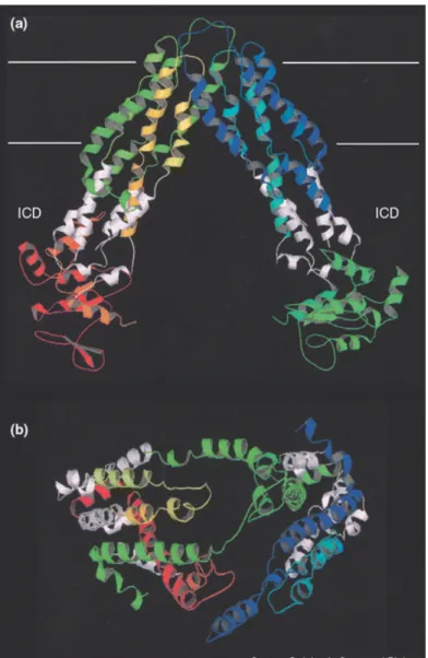Figure 6: La flipase de lipide A  d’Escherichia coli. (a) Structure  de MsbA. La région ICD est  figurée en blanc
