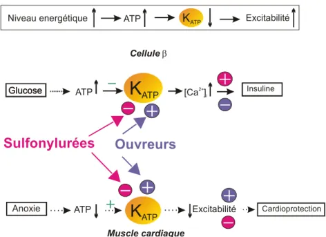 Figure 22 : Effets des inhibiteurs (sulfonylurées) et des activateurs (ouvreurs) des canaux K ATP en fonction du tissu considéré